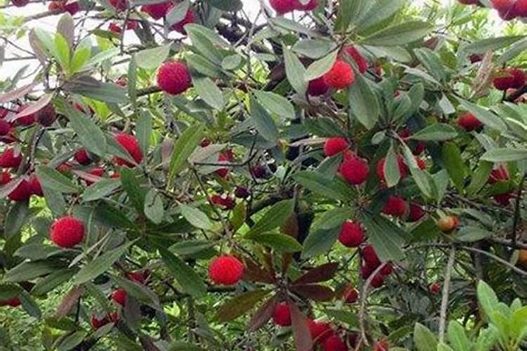 哪个品牌的桶装水比较好