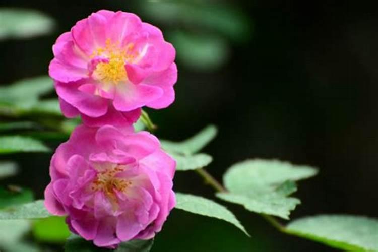 1斤水溶肥兑多少水