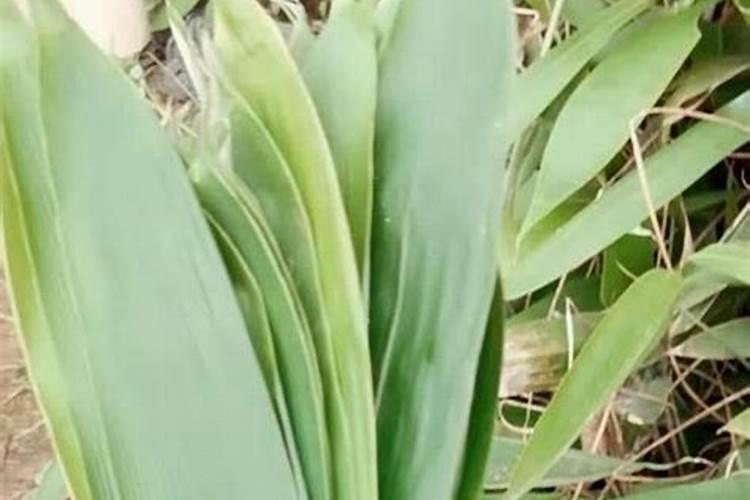 1斤水溶肥兑多少水