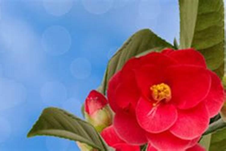 水溶肥稀释1000倍怎么计算