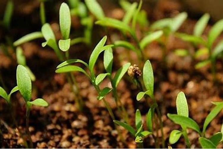 西瓜苗期用哪种肥料合适？西瓜用什么叶面肥膨果效果好？