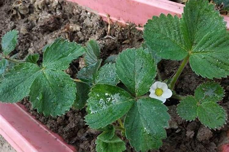 磷钾肥一般指什么肥？