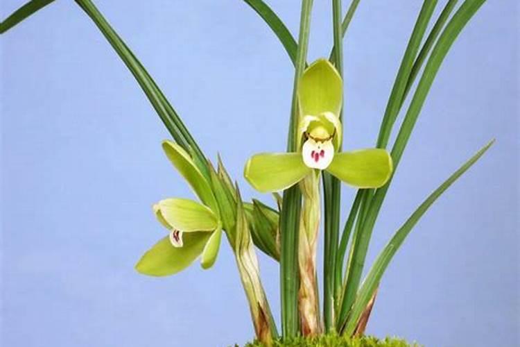 梨树旺梨少上高钾凭么上一亩地多少合适