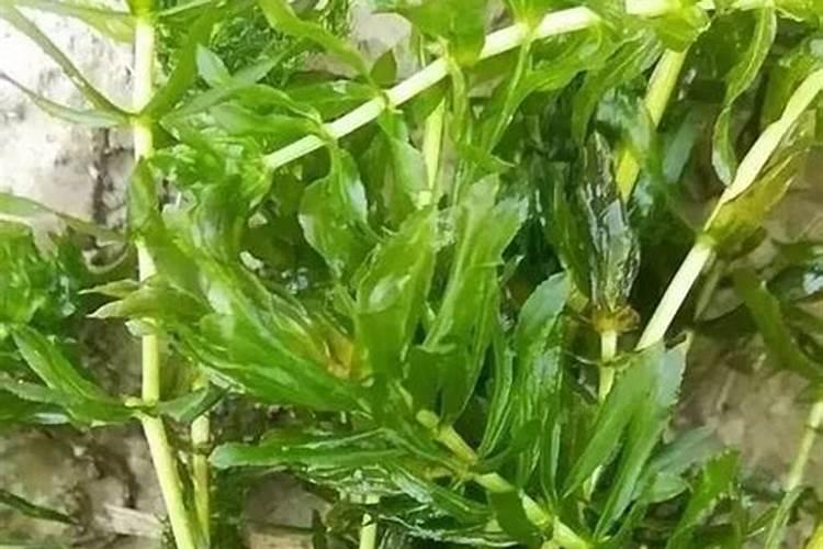 树苗底肥施什么合理 施底肥方法