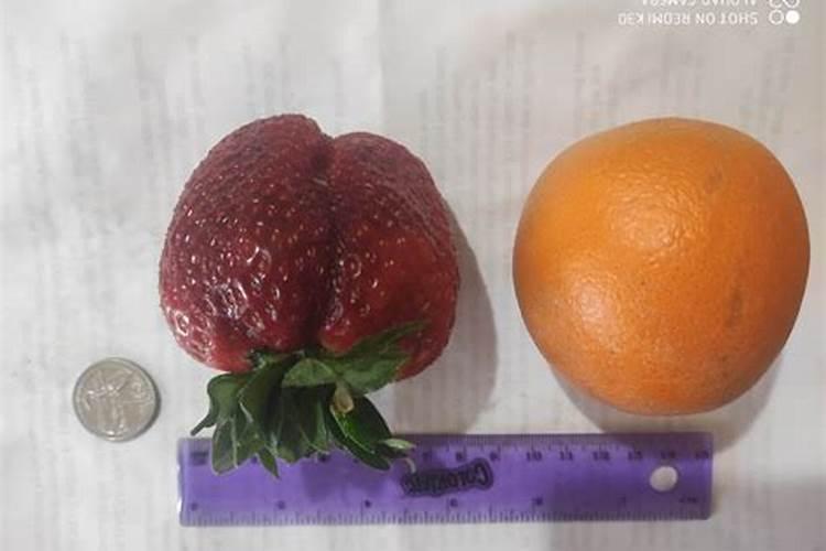 矿源黄腐酸钾在水产养殖中的作用