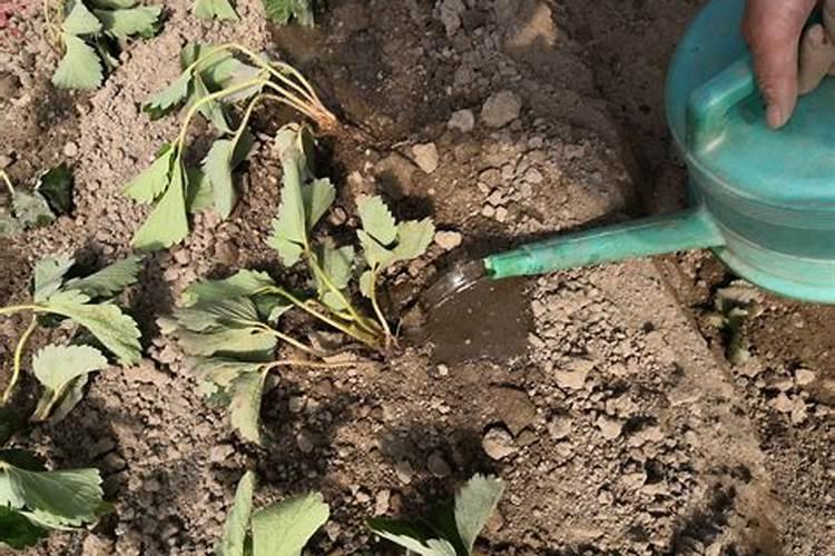 植物施肥过多烧根了怎么办