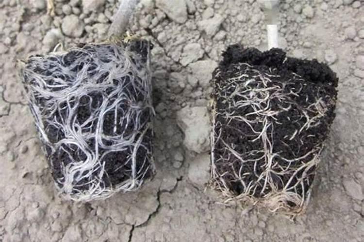 建兰什么时候用磷酸二氢钾催花(叶面施肥好还是浇灌好)