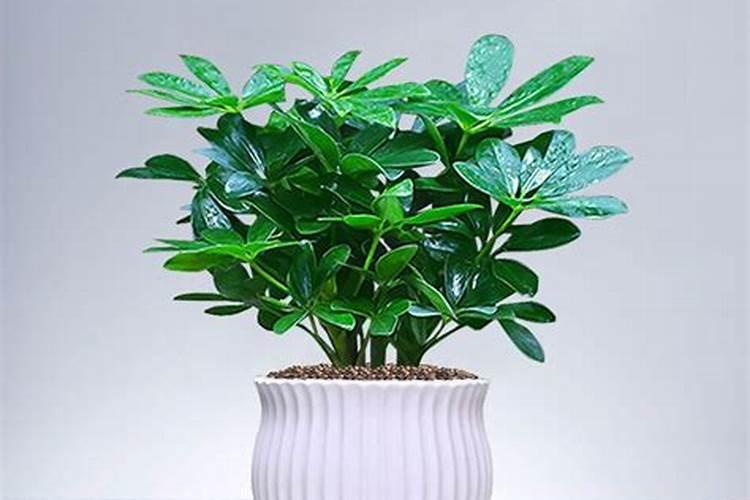 调芝麻酱用水还是用油调呢 调芝麻酱的方法