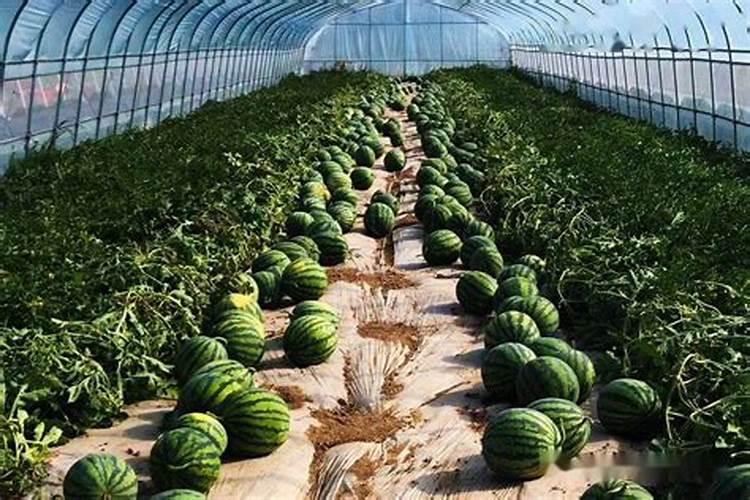 枸杞盆景的养殖方法和注意事项