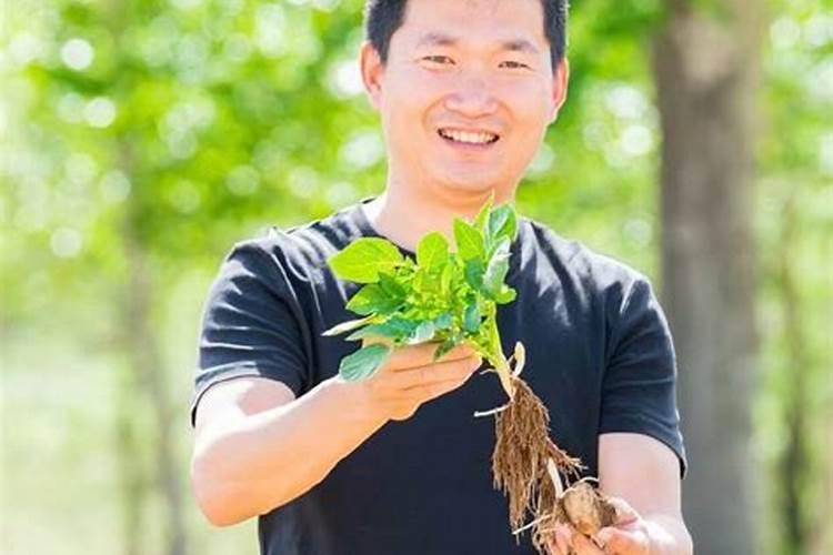 钾肥的有效施用应考虑哪些因素 施用钾肥时浇水的目的