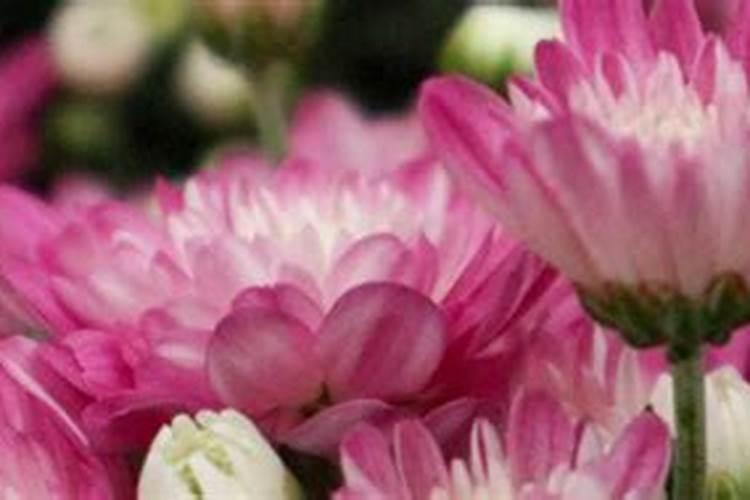 菊花施肥方法,用什么肥好