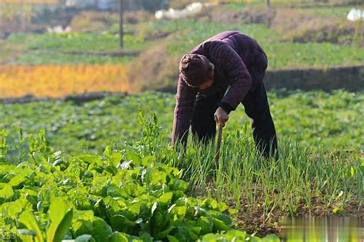 种菜用什么肥料好
