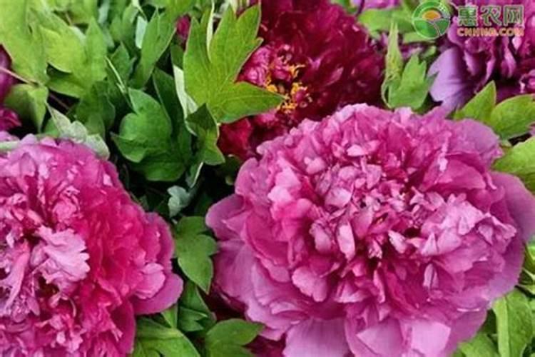 天脊硝酸磷钾肥80斤多少钱一袋？