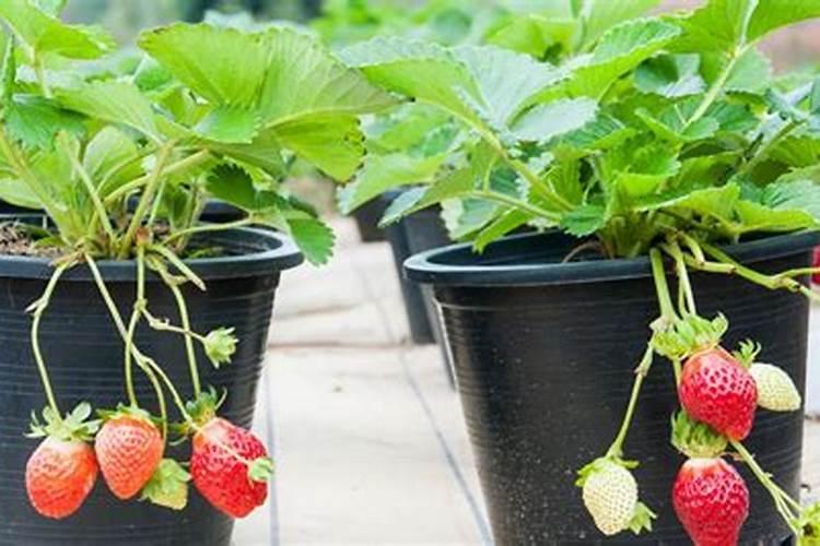 骨粉兑水浇花还是埋在土里好