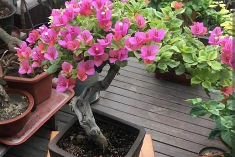 大豆啥时候打芸苔素好？