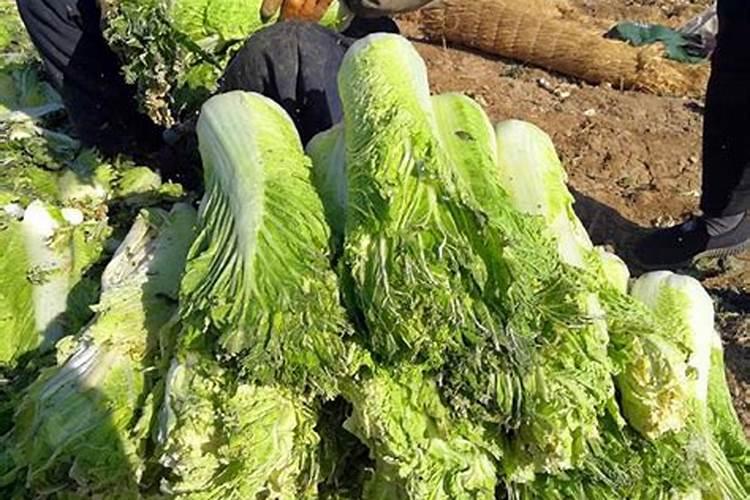 求猜城市名或省名的谜语!