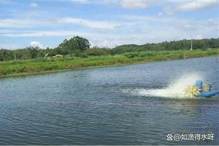 大米能不能用来当养花的肥料