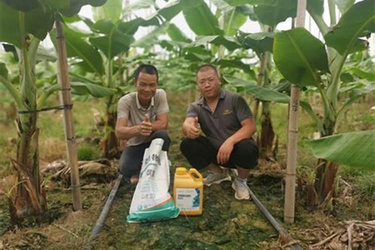 金银花施什么肥料最好(金银花施什么肥长得最快产量高)