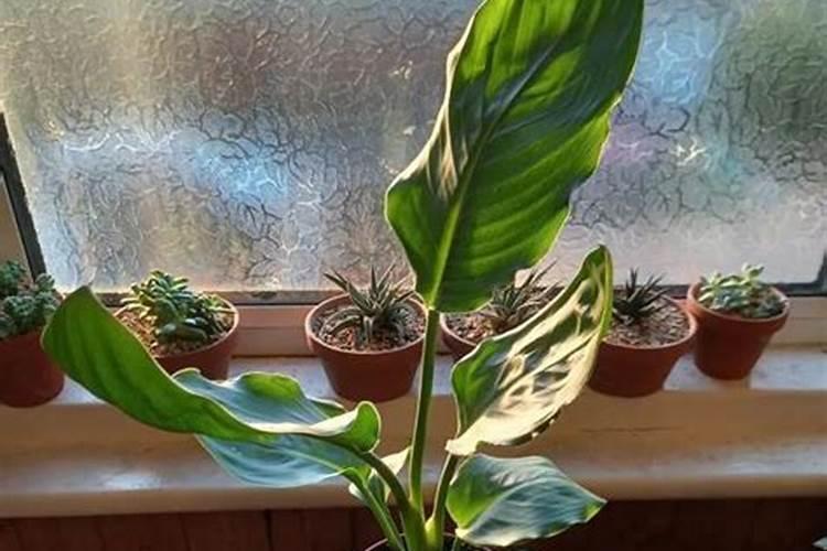 什么肥使叶子绿油油什么肥料可以使叶子变绿