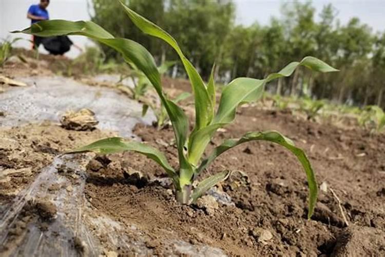 叶子生长用啥肥(叶子生长,如何选择合适的肥料助力？)