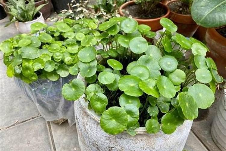 芒果树多久浇一次水