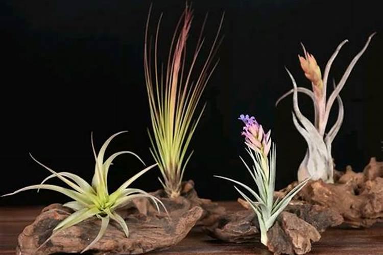 磷肥的最佳使用时间