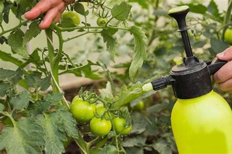 磷肥的最佳使用时间及用量