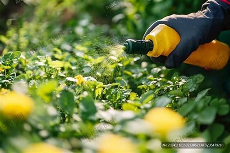 复合肥给茄子施肥是我埋士好还是浇水施肥好