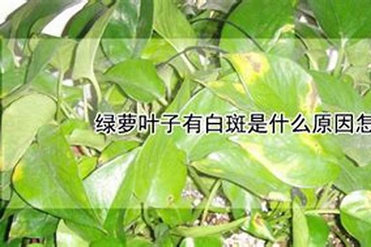 促进叶片生长的肥料促进植物的叶的生长需要施什么肥