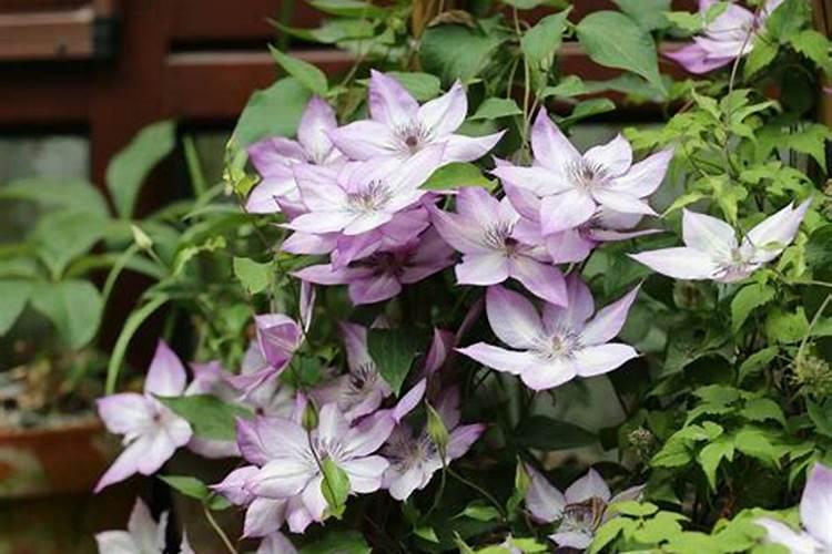 什么情况下水草缸缺磷厉害