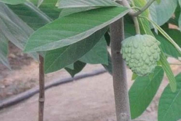 在家释迦怎么种植 在家种植释迦的方法