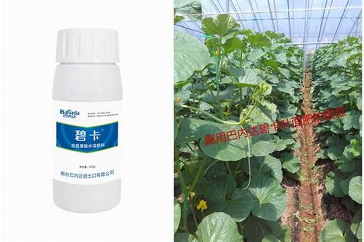 枣子快下来了,云大YD120长效芸苔素能让枣长得更大么？