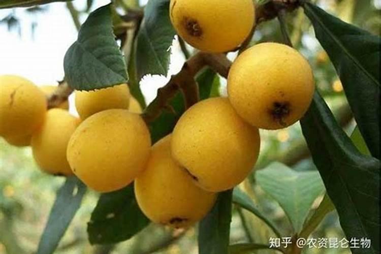 水溶肥能代替复合肥吗