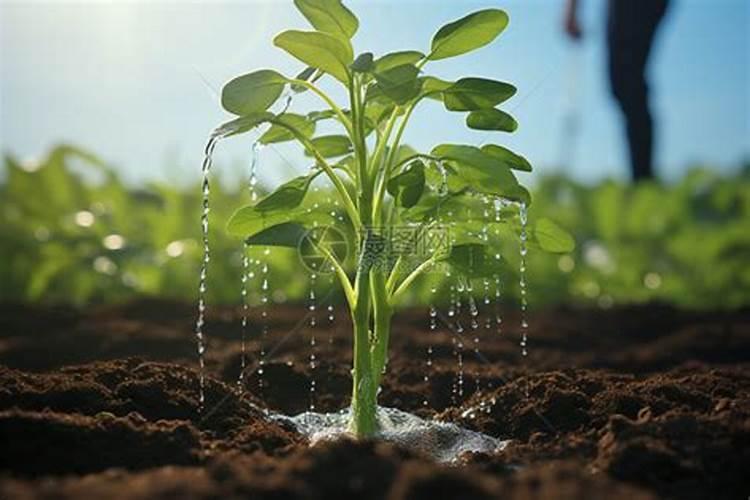 矿源黄腐酸钾多久用一次效果好？什么水溶肥能改良土壤盐碱化？