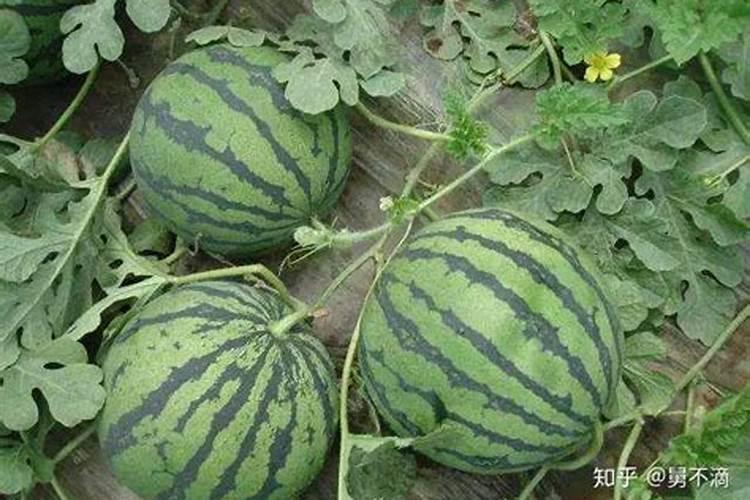 玉米使用乙烯利超过三十以上高温能行吗？