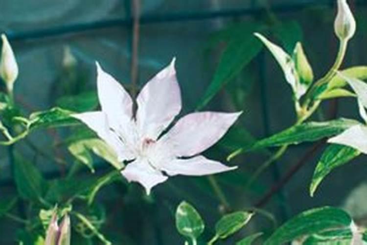 怎么用硝酸钾钙提纯硝酸钾？