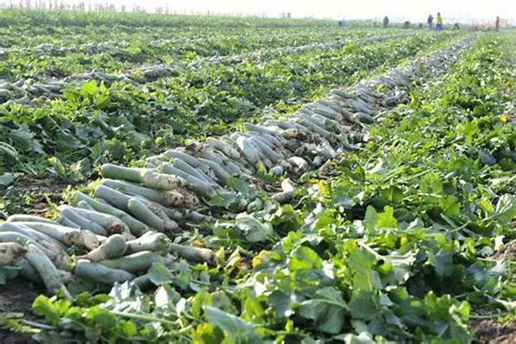 中国腐植酸肥料哪家好？