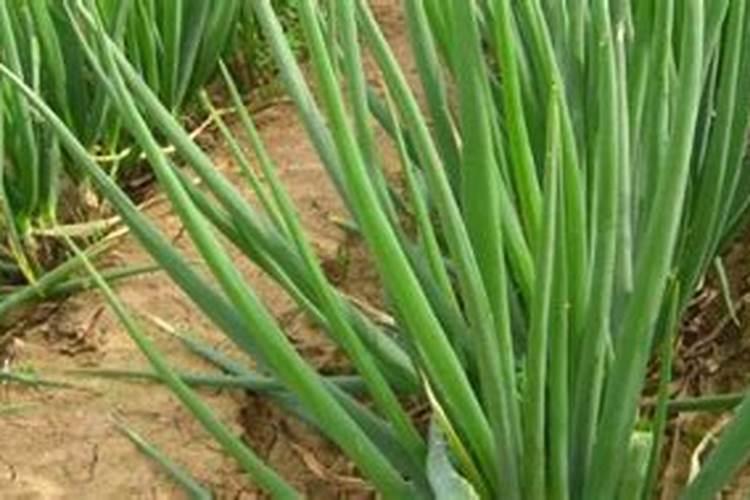 冲施肥需要注意哪些事项？天麻冲施肥有用吗？