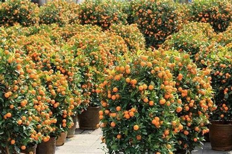 大地樱桃什么时候喂中钾肥？