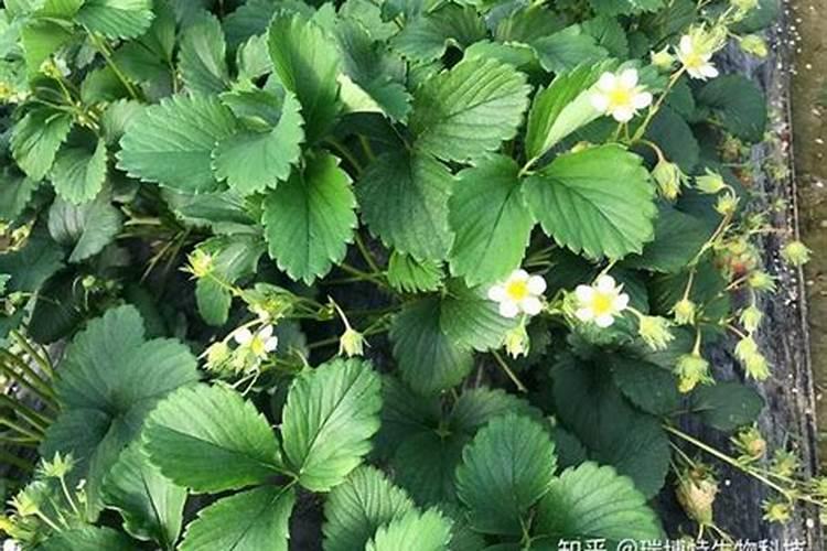 如何施肥能让草莓高产
