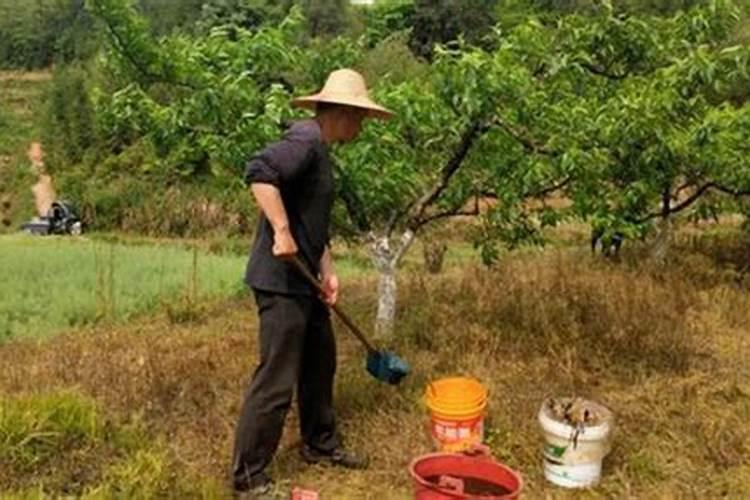 怎样识别与防治黄瓜缺硼症？