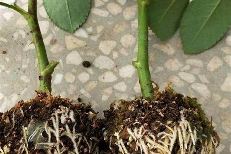 刚买回来的月季如何缓苗成活率大大提高