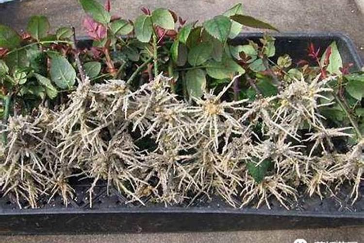 月季养根用什么肥