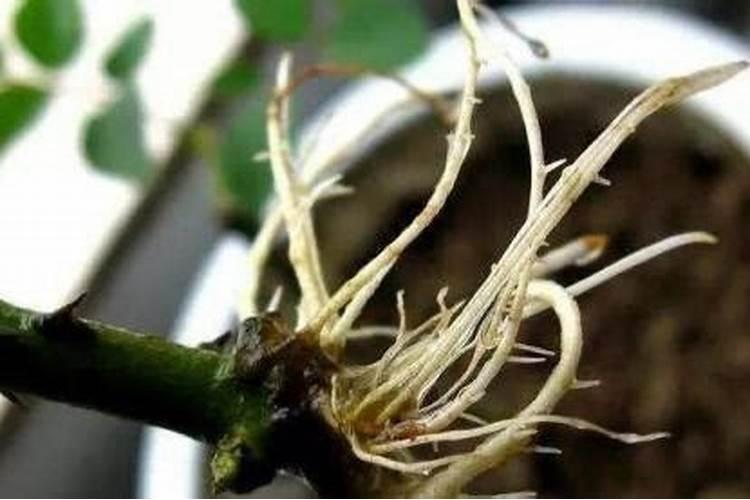 养护月季要使用什么有机肥盆盆开爆