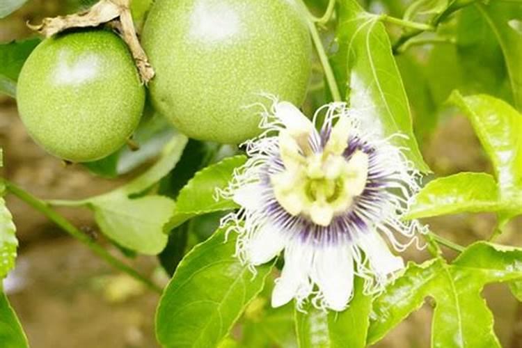 茶树施尿素还是复合肥