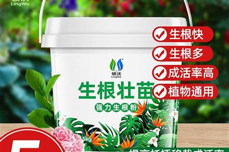 月季根如何生根