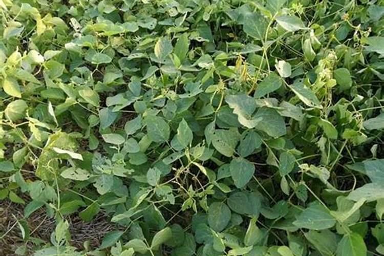 绷肥钼肥半大豆种硼肥能半大豆种吗？