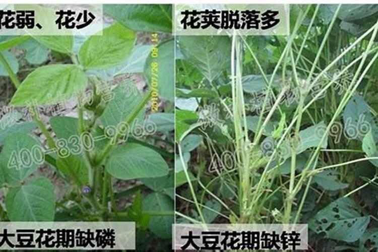 大豆开花期能打叶面肥吗
