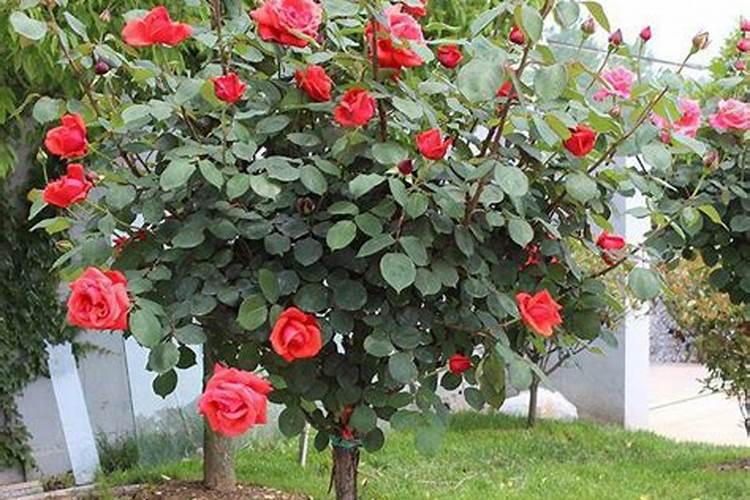 绣球花底肥放什么肥好