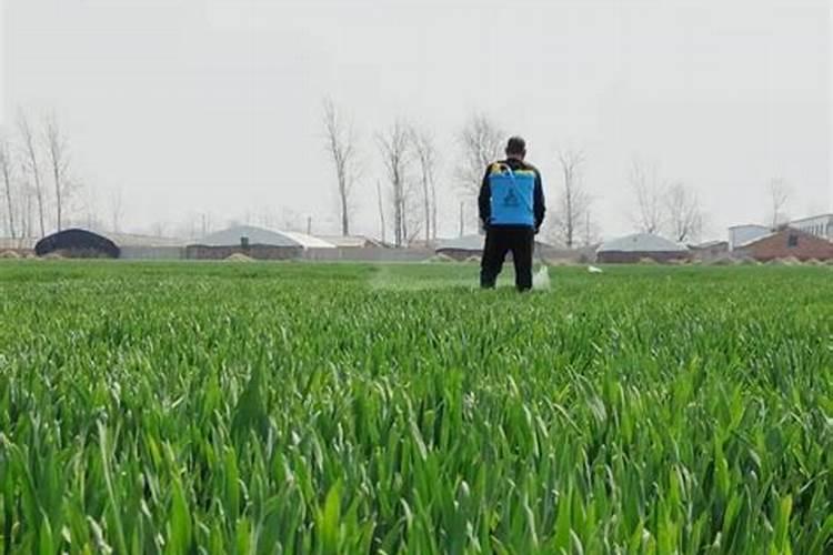 香葱用什么肥料长得好